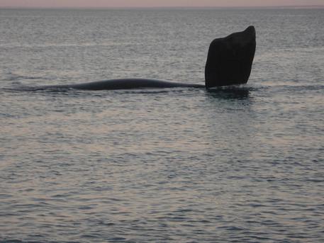 Que ballena!